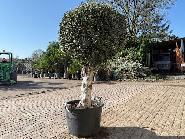 Olijfboom ronde bol l - olea europaea - hoogte ca. 200 cm - afbeelding 3 van  5