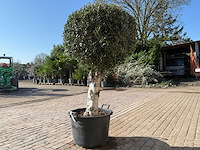 Olijfboom ronde bol l - olea europaea - hoogte ca. 200 cm - afbeelding 3 van  5