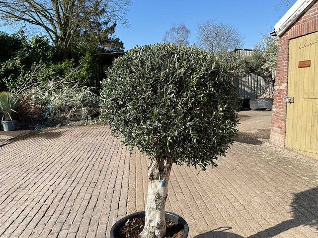 Olijfboom ronde bol l - olea europaea - hoogte ca. 200 cm - afbeelding 4 van  5