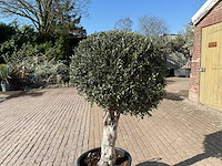 Olijfboom ronde bol l - olea europaea - hoogte ca. 200 cm - afbeelding 4 van  5