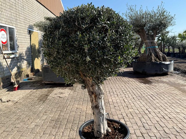 Olijfboom ronde bol l - olea europaea - hoogte ca. 200 cm - afbeelding 5 van  5