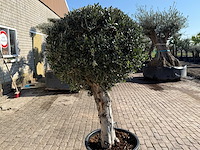 Olijfboom ronde bol l - olea europaea - hoogte ca. 200 cm - afbeelding 5 van  5