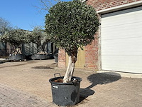 Olijfboom ronde bol l - olea europaea - hoogte ca. 200 cm - afbeelding 2 van  9
