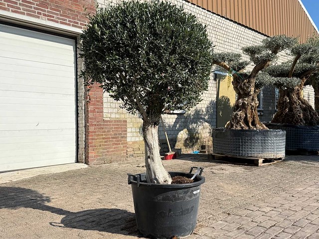 Olijfboom ronde bol l - olea europaea - hoogte ca. 200 cm - afbeelding 3 van  9