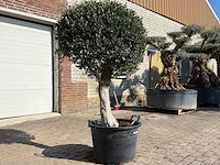 Olijfboom ronde bol l - olea europaea - hoogte ca. 200 cm - afbeelding 3 van  9