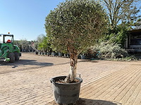 Olijfboom ronde bol l - olea europaea - hoogte ca. 200 cm - afbeelding 5 van  9