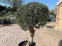 Olijfboom ronde bol l - olea europaea - hoogte ca. 200 cm - afbeelding 7 van  9