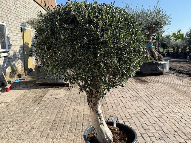 Olijfboom ronde bol l - olea europaea - hoogte ca. 200 cm - afbeelding 9 van  9