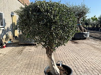 Olijfboom ronde bol l - olea europaea - hoogte ca. 200 cm - afbeelding 9 van  9