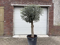 Olijfboom ronde bol m - olea europaea - hoogte 170 cm