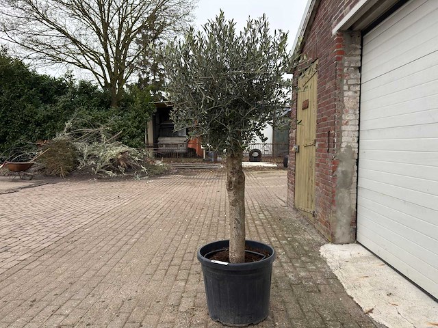 Olijfboom ronde bol m - olea europaea - hoogte 170 cm - afbeelding 1 van  5