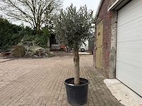 Olijfboom ronde bol m - olea europaea - hoogte 170 cm - afbeelding 1 van  5
