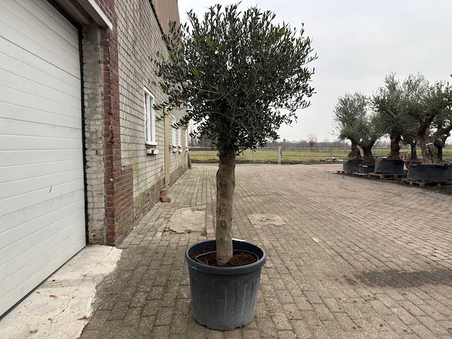 Olijfboom ronde bol m - olea europaea - hoogte 170 cm - afbeelding 2 van  5