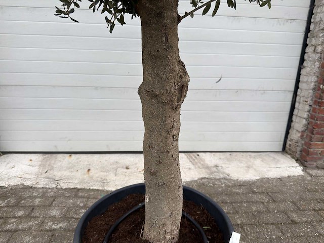 Olijfboom ronde bol m - olea europaea - hoogte 170 cm - afbeelding 5 van  5