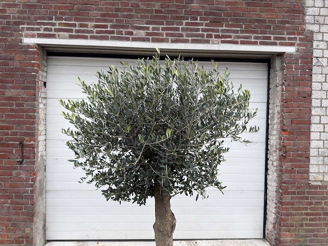 Olijfboom ronde bol m - olea europaea - hoogte 170 cm - afbeelding 3 van  5