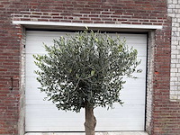 Olijfboom ronde bol m - olea europaea - hoogte 170 cm - afbeelding 3 van  5