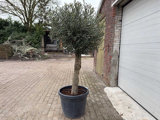 Olijfboom ronde bol m - olea europaea - hoogte 170 cm - afbeelding 1 van  4
