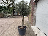 Olijfboom ronde bol m - olea europaea - hoogte 170 cm