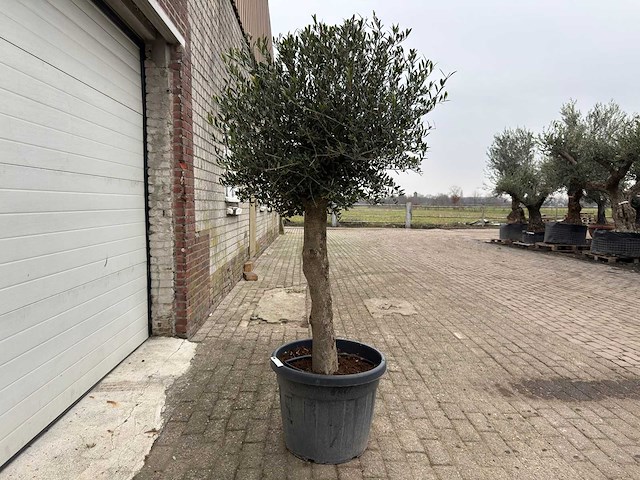 Olijfboom ronde bol m - olea europaea - hoogte 170 cm - afbeelding 2 van  4
