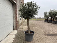 Olijfboom ronde bol m - olea europaea - hoogte 170 cm - afbeelding 2 van  4