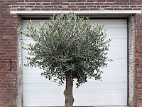 Olijfboom ronde bol m - olea europaea - hoogte 170 cm - afbeelding 4 van  4