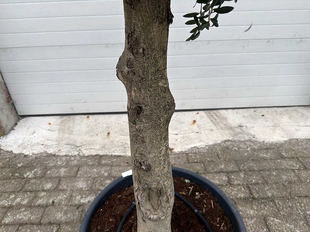 Olijfboom ronde bol m - olea europaea - hoogte 170 cm - afbeelding 3 van  4