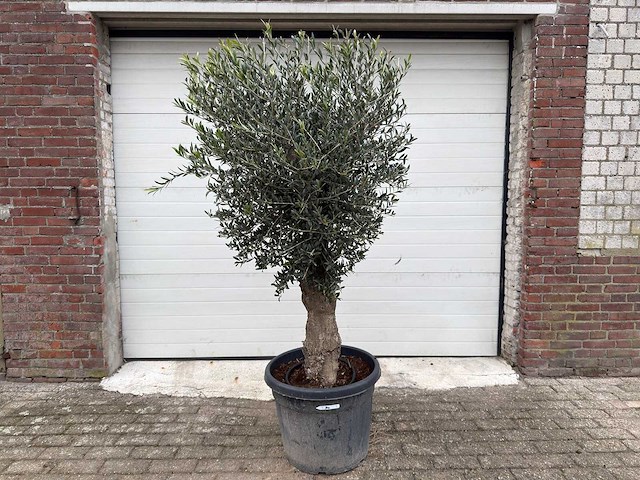 Olijfboom ronde bol m - olea europaea - hoogte 170 cm - afbeelding 1 van  6