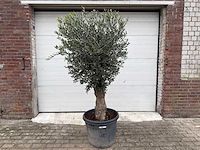 Olijfboom ronde bol m - olea europaea - hoogte 170 cm