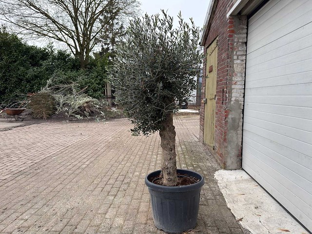 Olijfboom ronde bol m - olea europaea - hoogte 170 cm - afbeelding 2 van  6