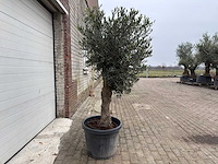 Olijfboom ronde bol m - olea europaea - hoogte 170 cm - afbeelding 3 van  6