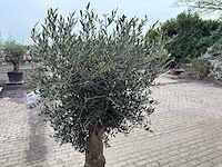 Olijfboom ronde bol m - olea europaea - hoogte 170 cm - afbeelding 4 van  6