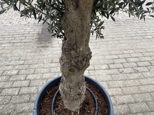 Olijfboom ronde bol m - olea europaea - hoogte 170 cm - afbeelding 6 van  6