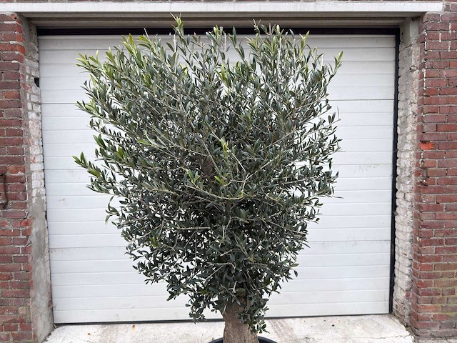Olijfboom ronde bol m - olea europaea - hoogte 170 cm - afbeelding 5 van  6