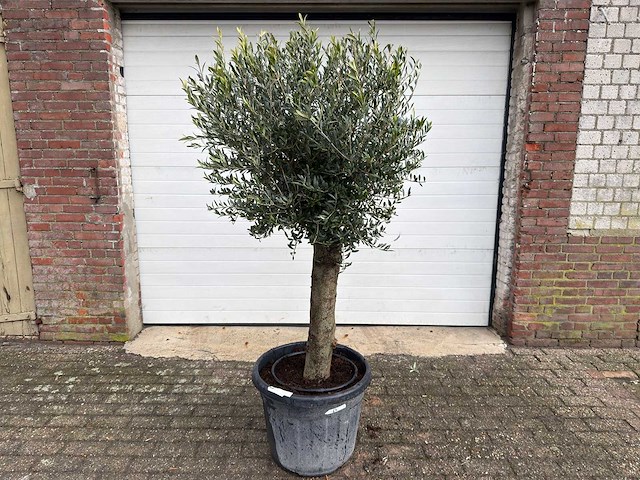 Olijfboom ronde bol m - olea europaea - hoogte 170 cm - afbeelding 1 van  8