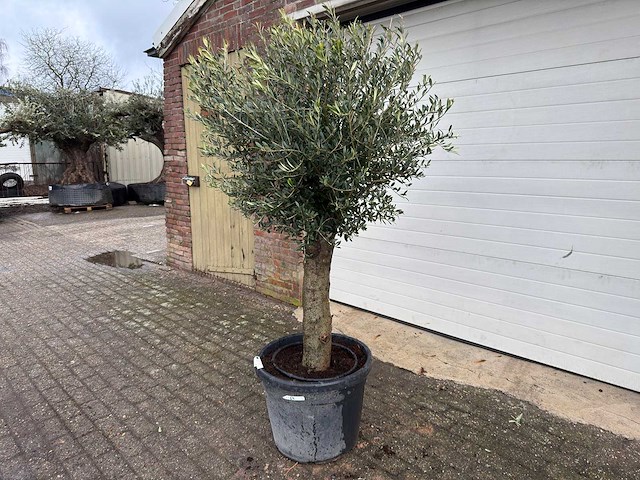 Olijfboom ronde bol m - olea europaea - hoogte 170 cm - afbeelding 2 van  8