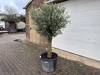Olijfboom ronde bol m - olea europaea - hoogte 170 cm - afbeelding 2 van  8