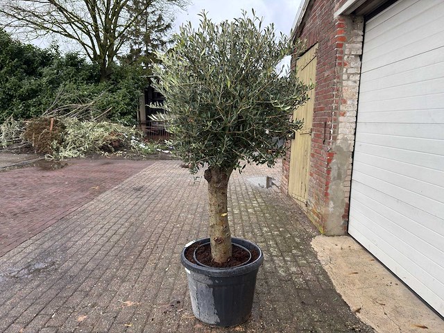 Olijfboom ronde bol m - olea europaea - hoogte 170 cm - afbeelding 3 van  8