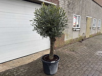 Olijfboom ronde bol m - olea europaea - hoogte 170 cm - afbeelding 4 van  8