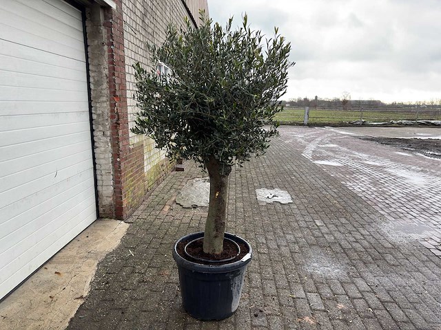 Olijfboom ronde bol m - olea europaea - hoogte 170 cm - afbeelding 5 van  8