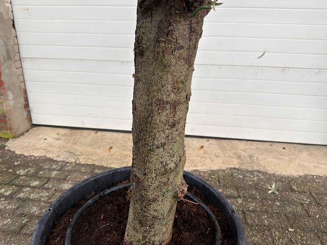 Olijfboom ronde bol m - olea europaea - hoogte 170 cm - afbeelding 6 van  8