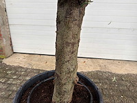 Olijfboom ronde bol m - olea europaea - hoogte 170 cm - afbeelding 6 van  8