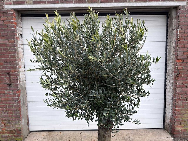 Olijfboom ronde bol m - olea europaea - hoogte 170 cm - afbeelding 7 van  8
