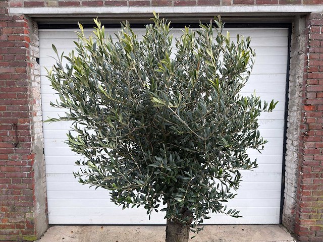 Olijfboom ronde bol m - olea europaea - hoogte 170 cm - afbeelding 8 van  8