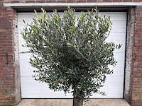 Olijfboom ronde bol m - olea europaea - hoogte 170 cm - afbeelding 8 van  8