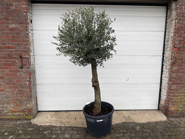 Olijfboom ronde bol m - olea europaea - hoogte 170 cm - afbeelding 1 van  7