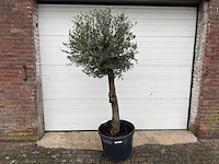 Olijfboom ronde bol m - olea europaea - hoogte 170 cm - afbeelding 1 van  7