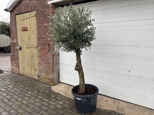 Olijfboom ronde bol m - olea europaea - hoogte 170 cm - afbeelding 2 van  7