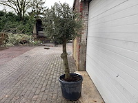 Olijfboom ronde bol m - olea europaea - hoogte 170 cm - afbeelding 3 van  7