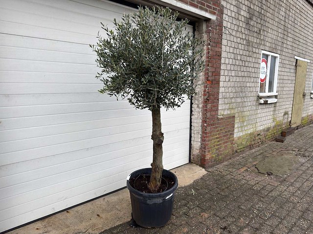 Olijfboom ronde bol m - olea europaea - hoogte 170 cm - afbeelding 4 van  7