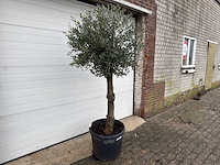 Olijfboom ronde bol m - olea europaea - hoogte 170 cm - afbeelding 4 van  7